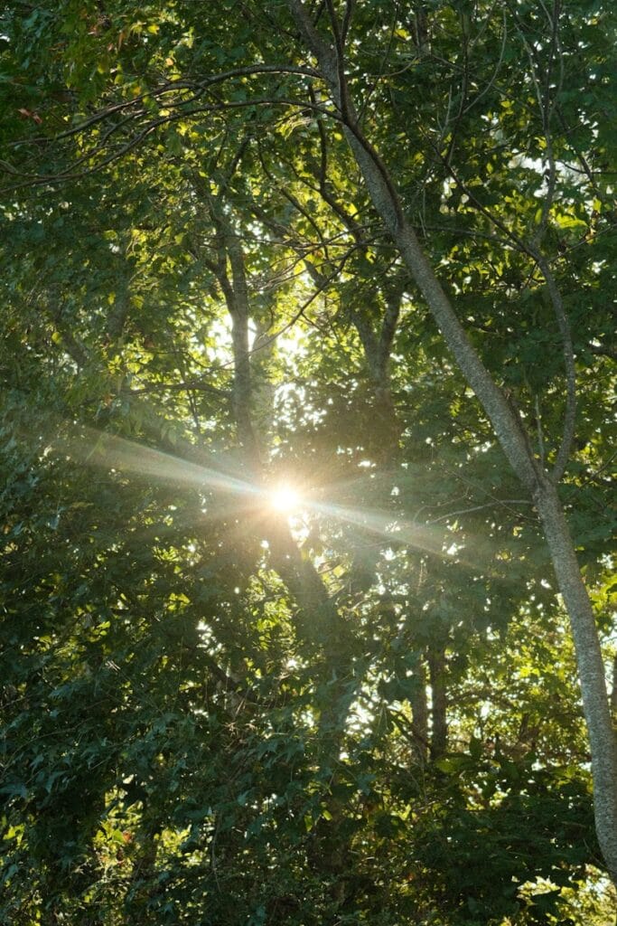 Exowatt, AI 데이터 센터 전력 문제 해결할 에너지 솔루션 제시 Sunlight streams through green tree leaves.