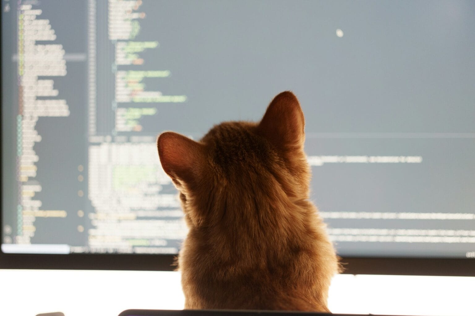 “말하는 대로 앱 뚝딱”… ‘바이브 코딩’ 이머전트, 몸값 4410억 원 등극 a cat sitting in front of a computer monitor